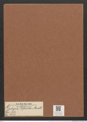 Gephyria telfairiae Arnott. (de-Toni-Nr.: Genus 102, Species 3113) Zeichnungen Sammlung Grunow Mappe 03339 (Herbarium_W_Grunow_drawings_Folder_03339)